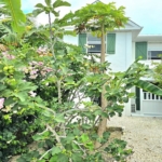 waterfront-turks-caicos-homes-for-sale-palm-point fruite trees papaya