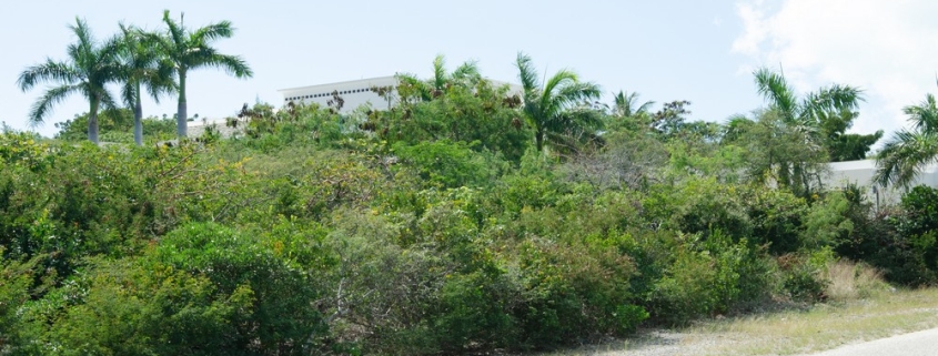 richmond-commons-providenciales-home-site view brush and trees on property